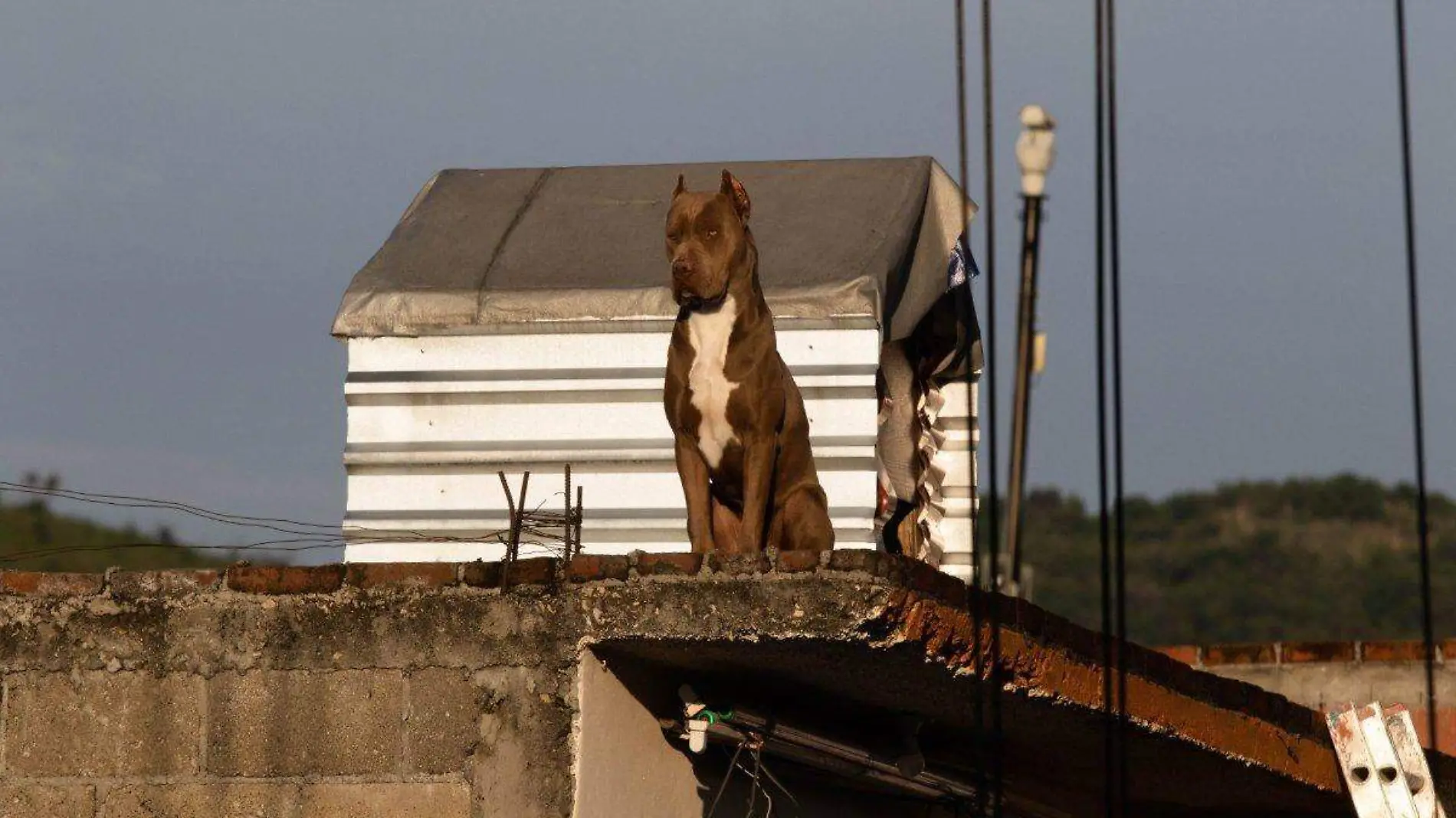 perro en la azotea